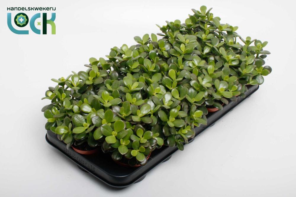Crassula