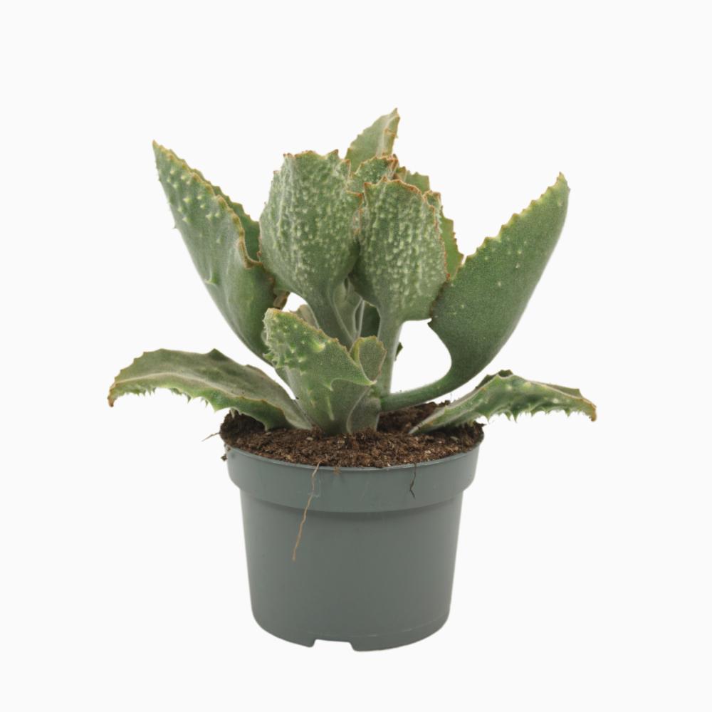 Kalanchoe