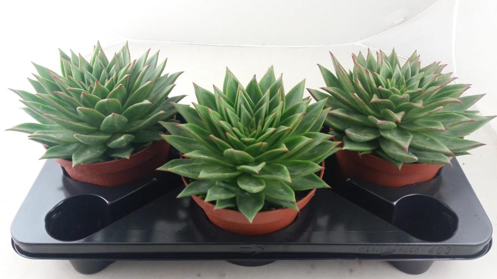 Echeveria