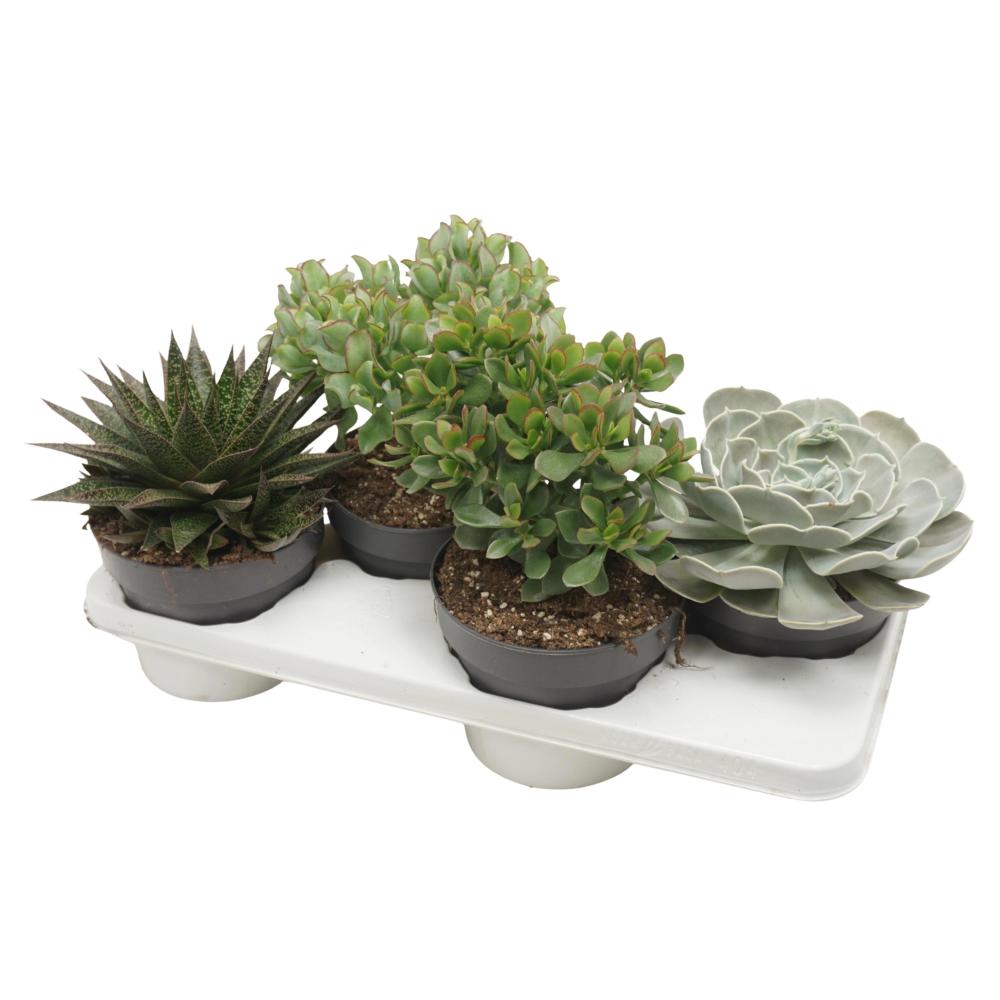 Succulentes