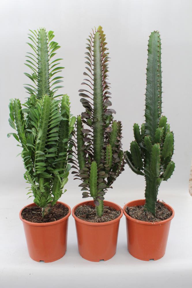 Euphorbia