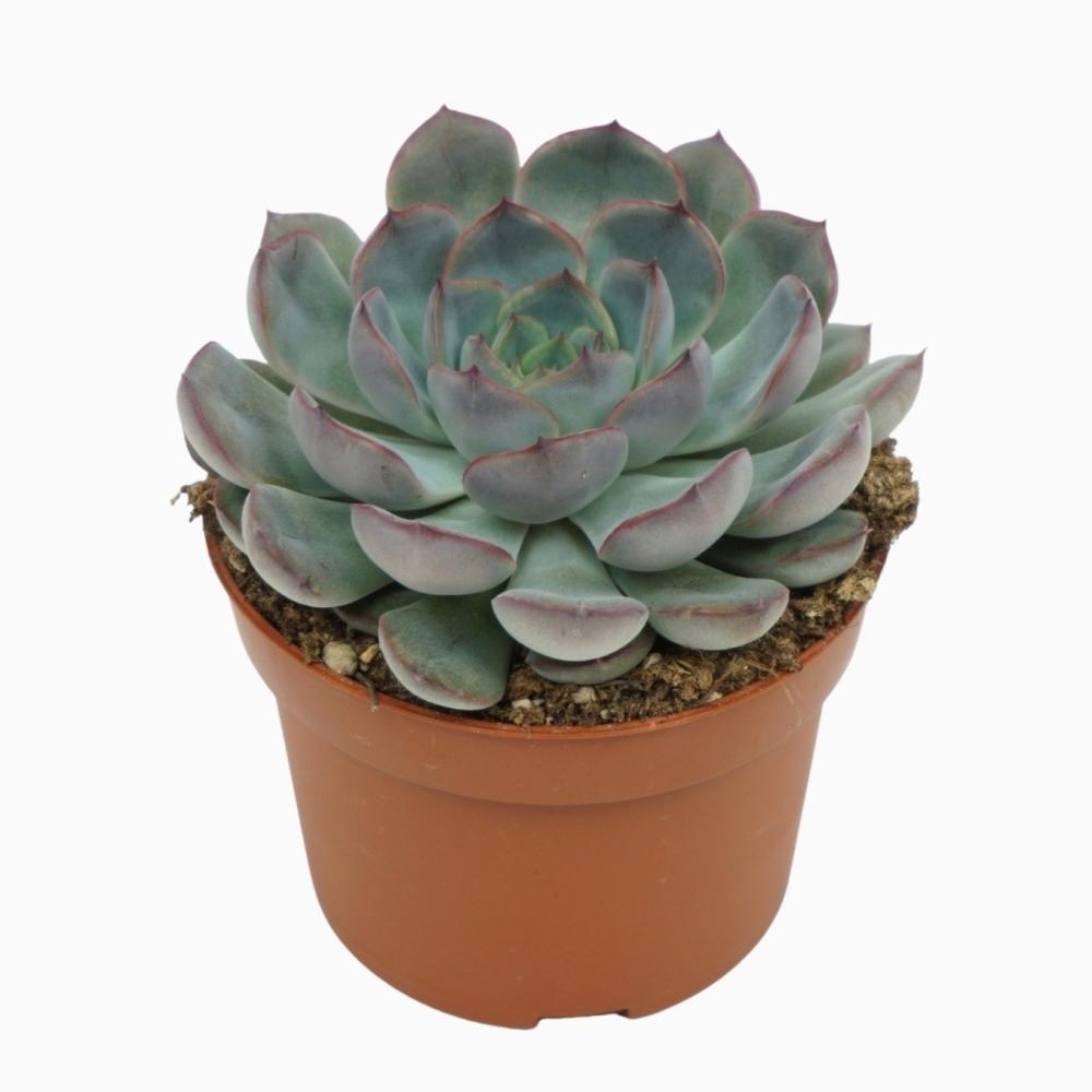 Echeveria