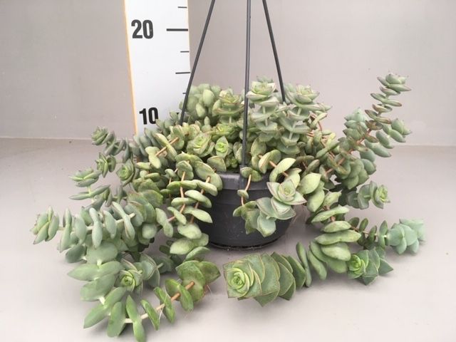 Crassula