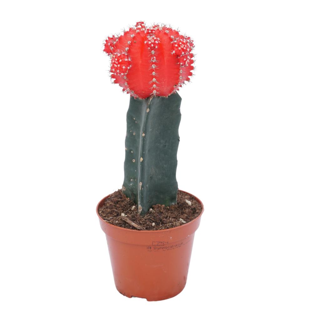 Gymnocalycium (cactus greffé)