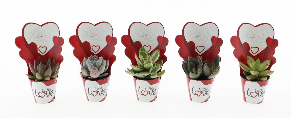 Succulentes