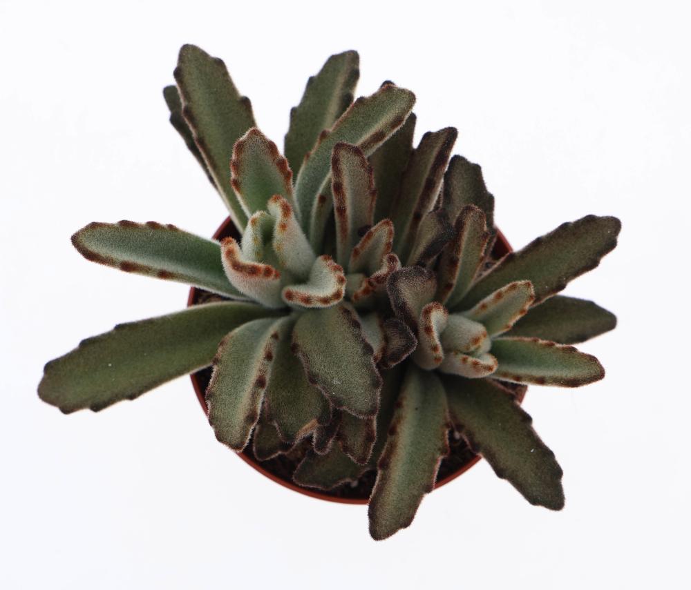 Kalanchoe