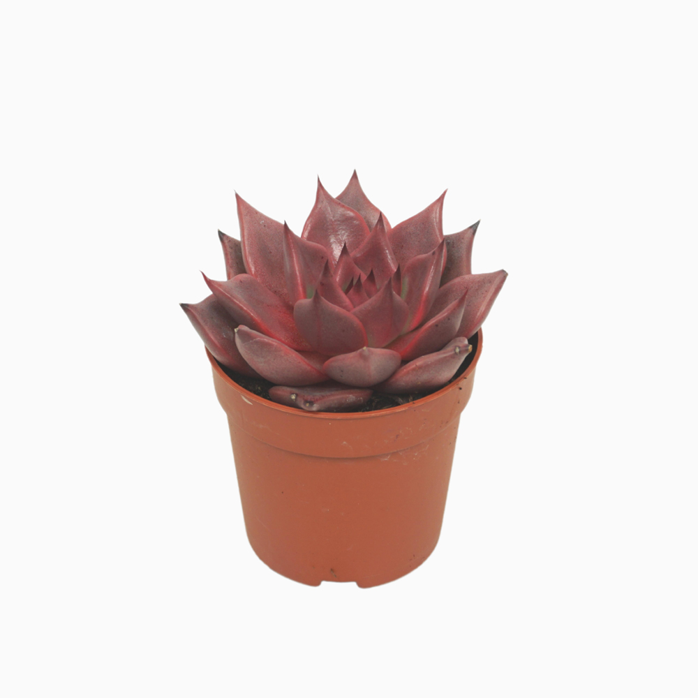 Echeveria