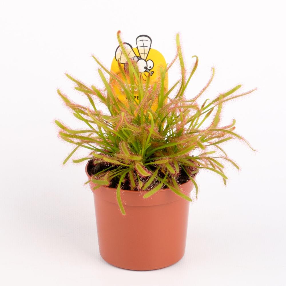 Drosera