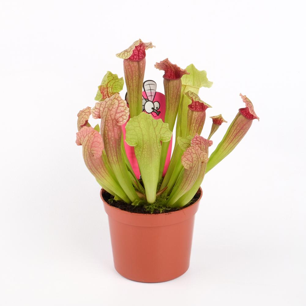 Sarracenia