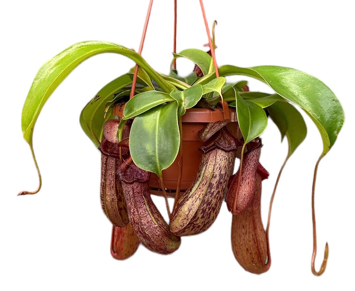 Nepenthes