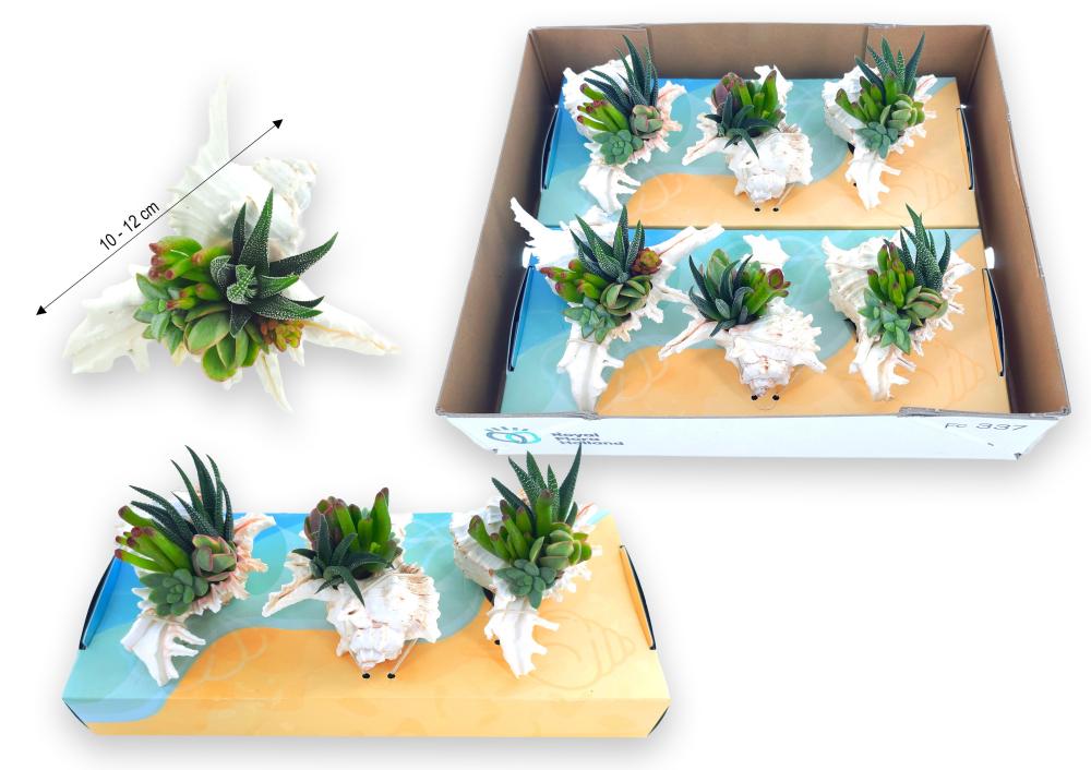 compo-arrangements