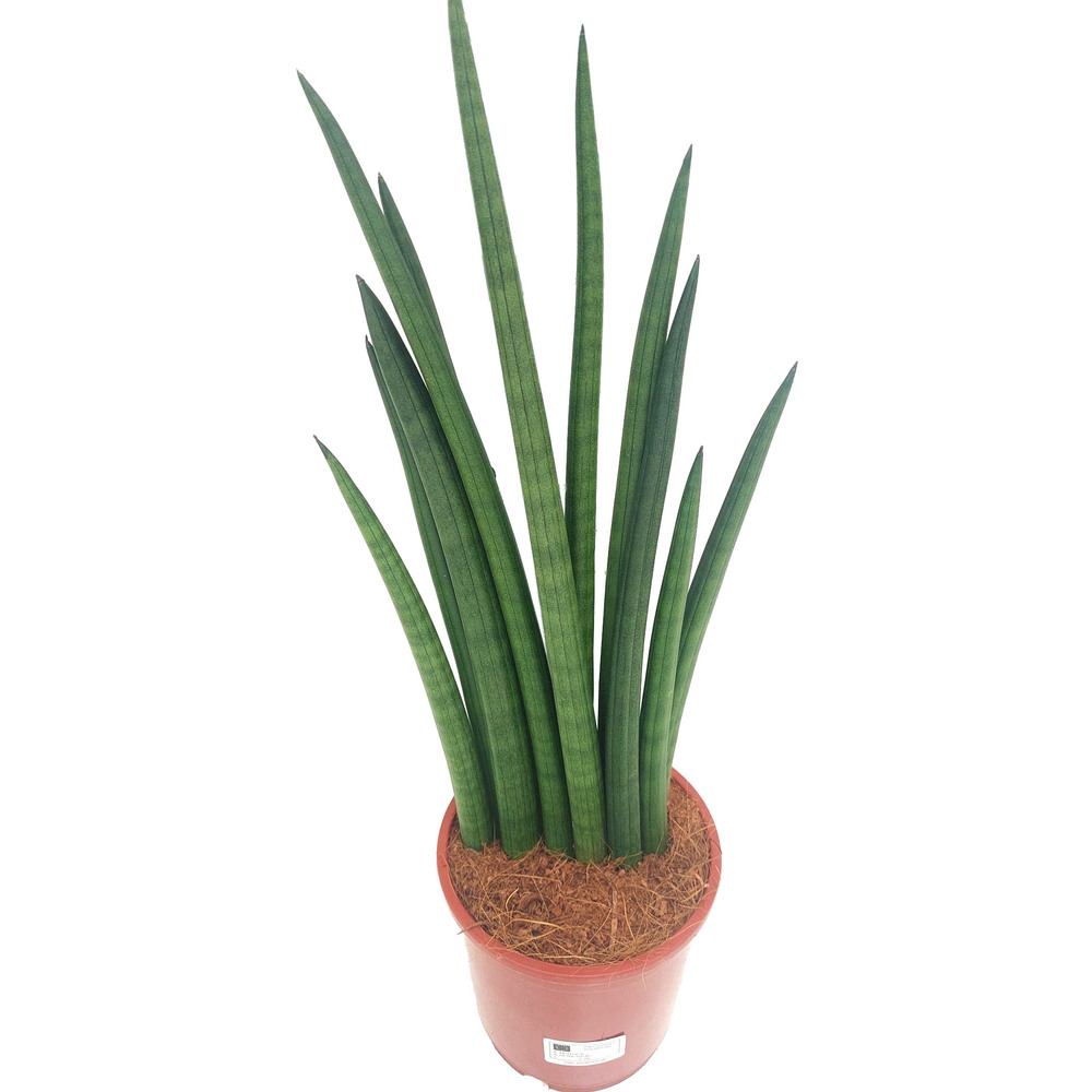 sansevieria cylindrica musica