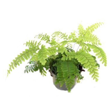 Adiantum bronze venus