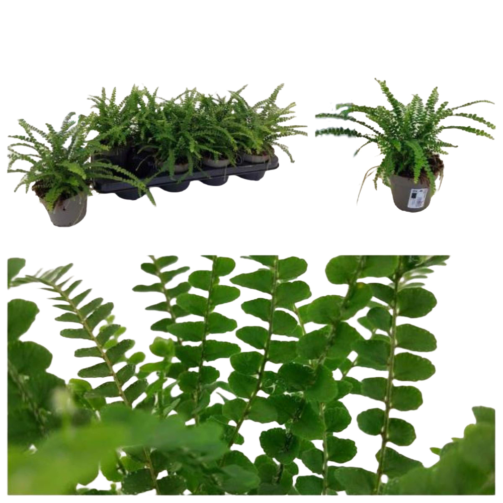 Nephrolepis cordifolia duffii