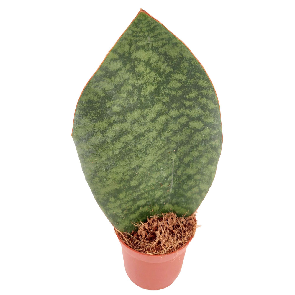 Sansevieria masoniana congo big leaf