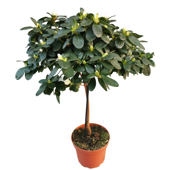 plantes d`intérieur