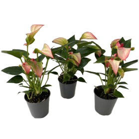 Anthurium andreanum matata