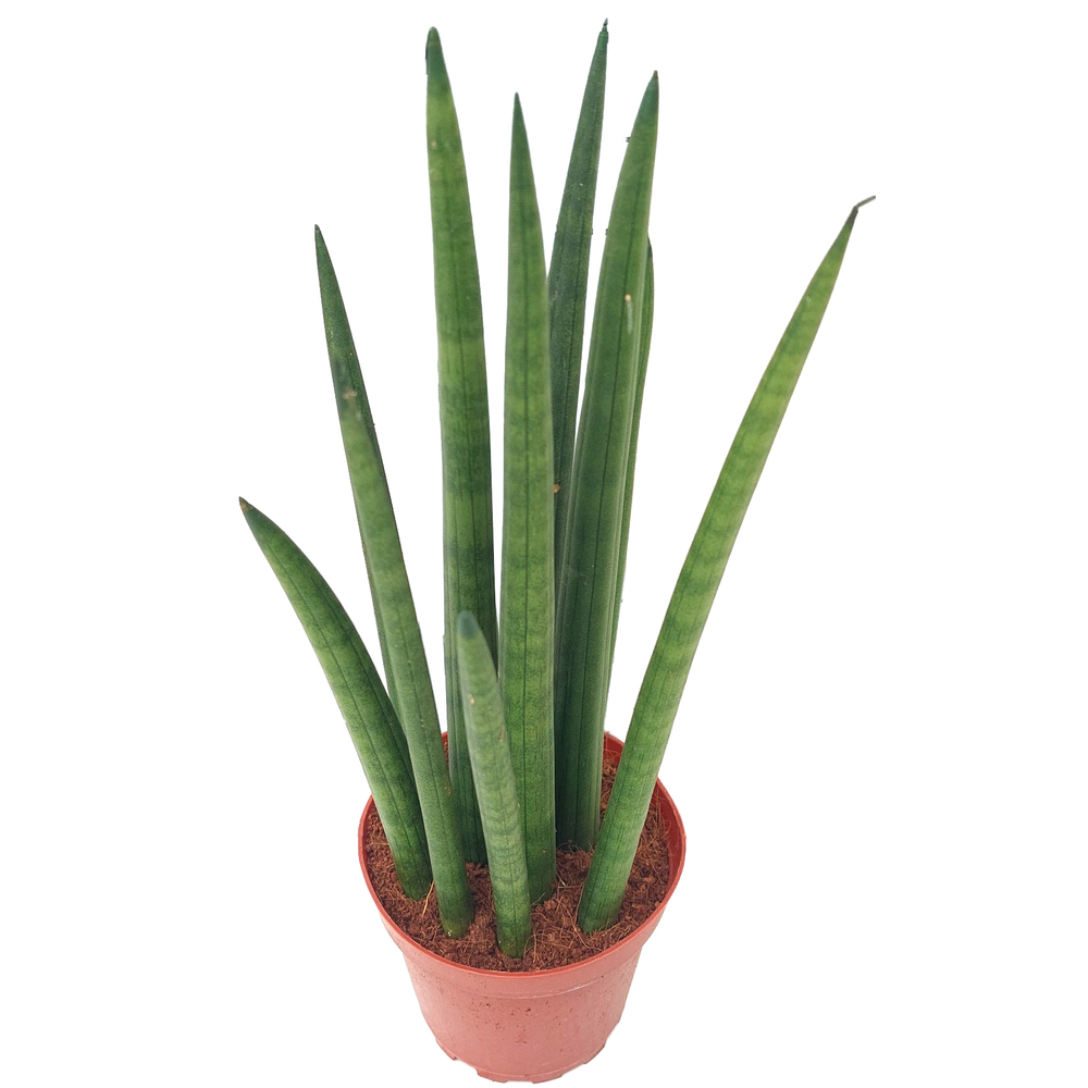 Sansevieria cylindrica nina