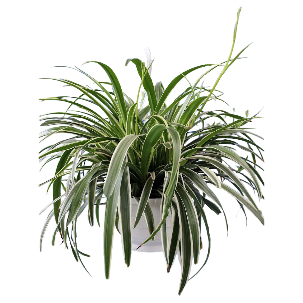 plantes d`intérieur