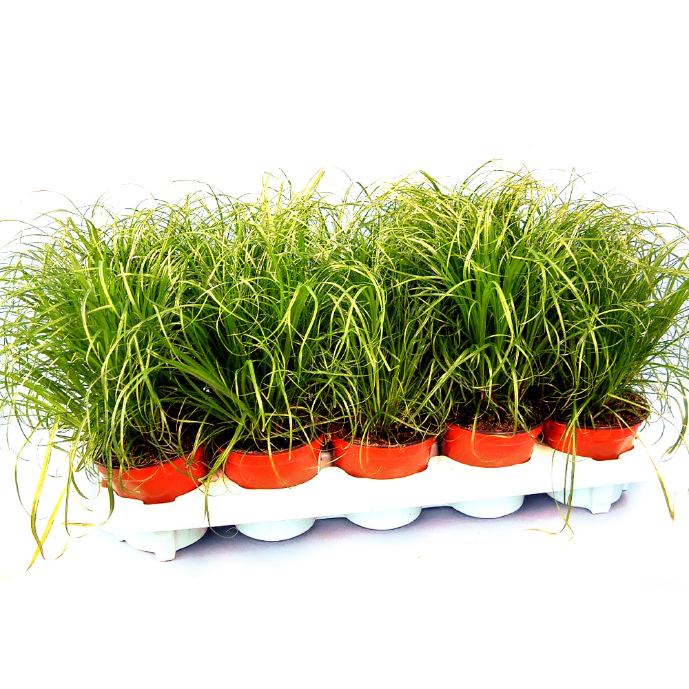 plantes d`intérieur