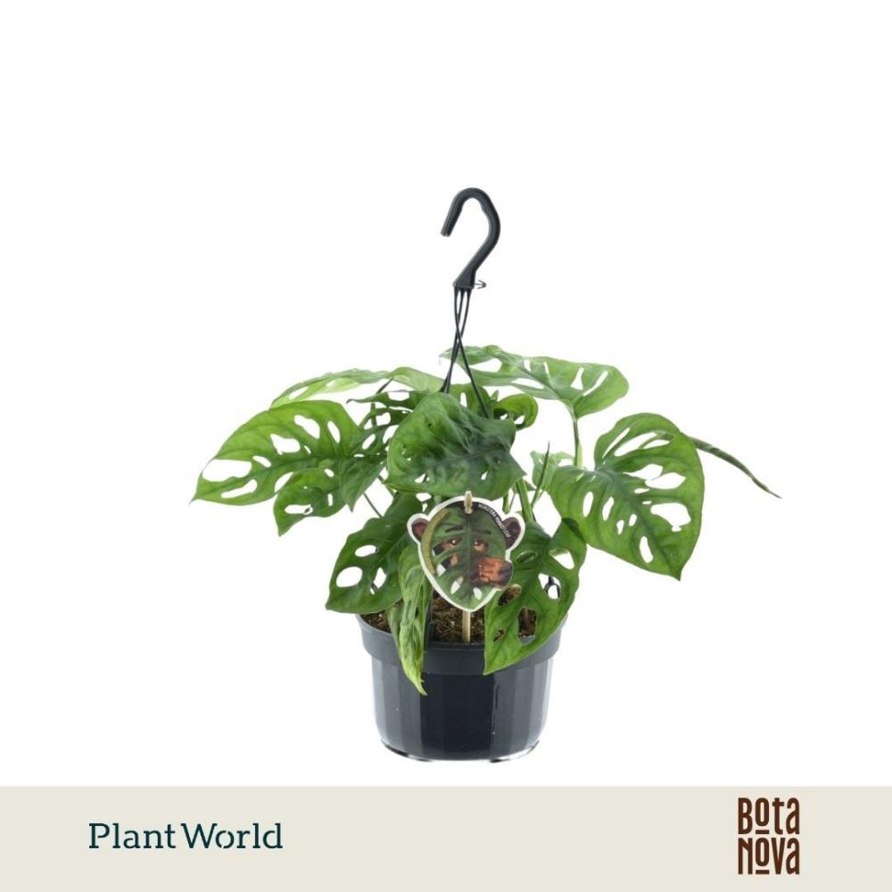Monstera