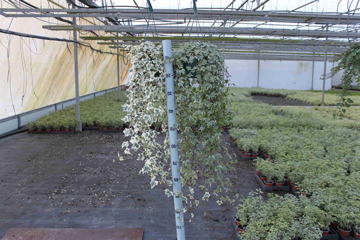 hedera