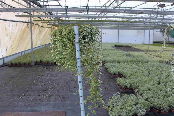 hedera