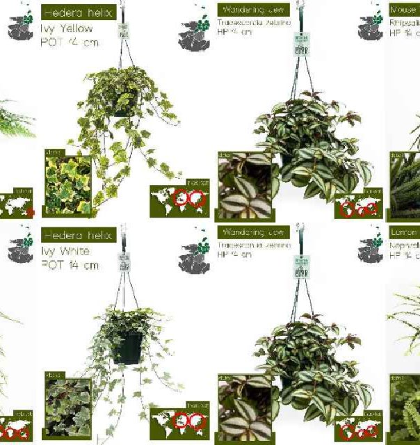 plantes en suspension