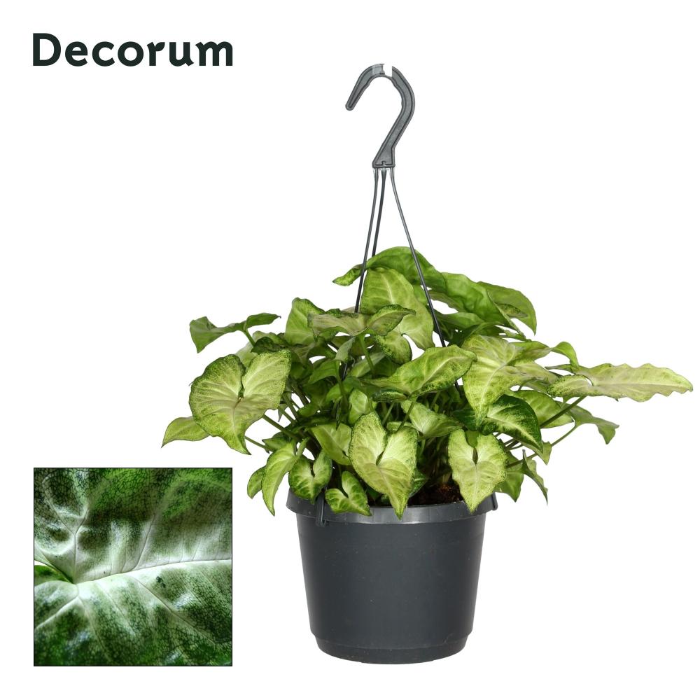 Syngonium