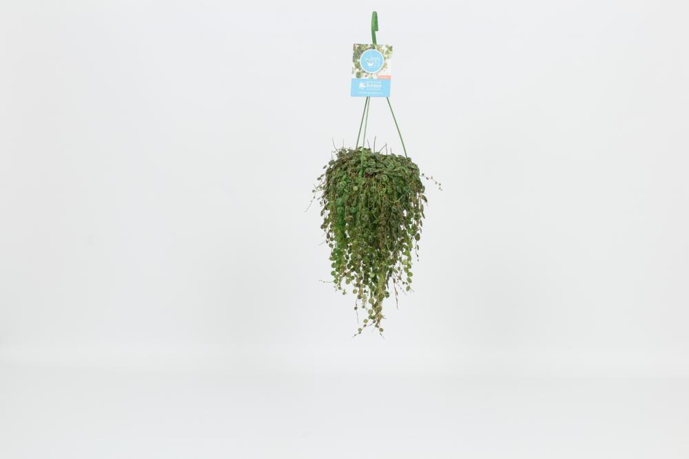 Peperomia
