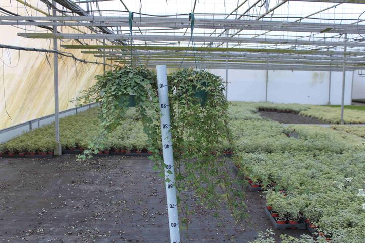 plantes en suspension