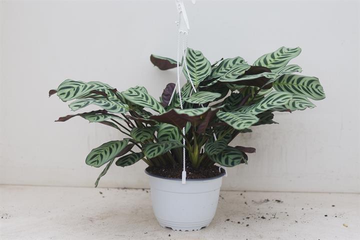 Calathea