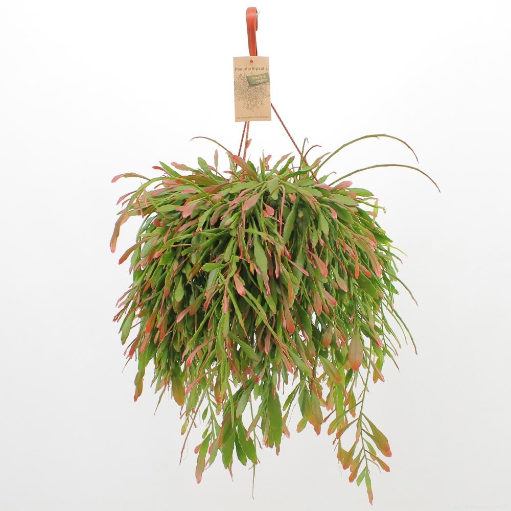 Pseudorhipsalis