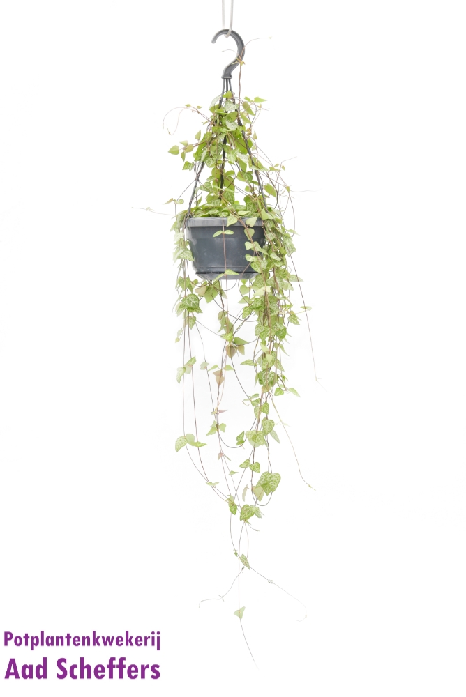 ceropegia
