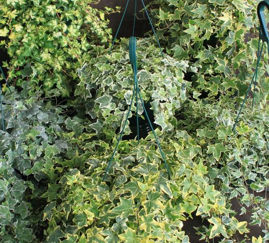 hedera