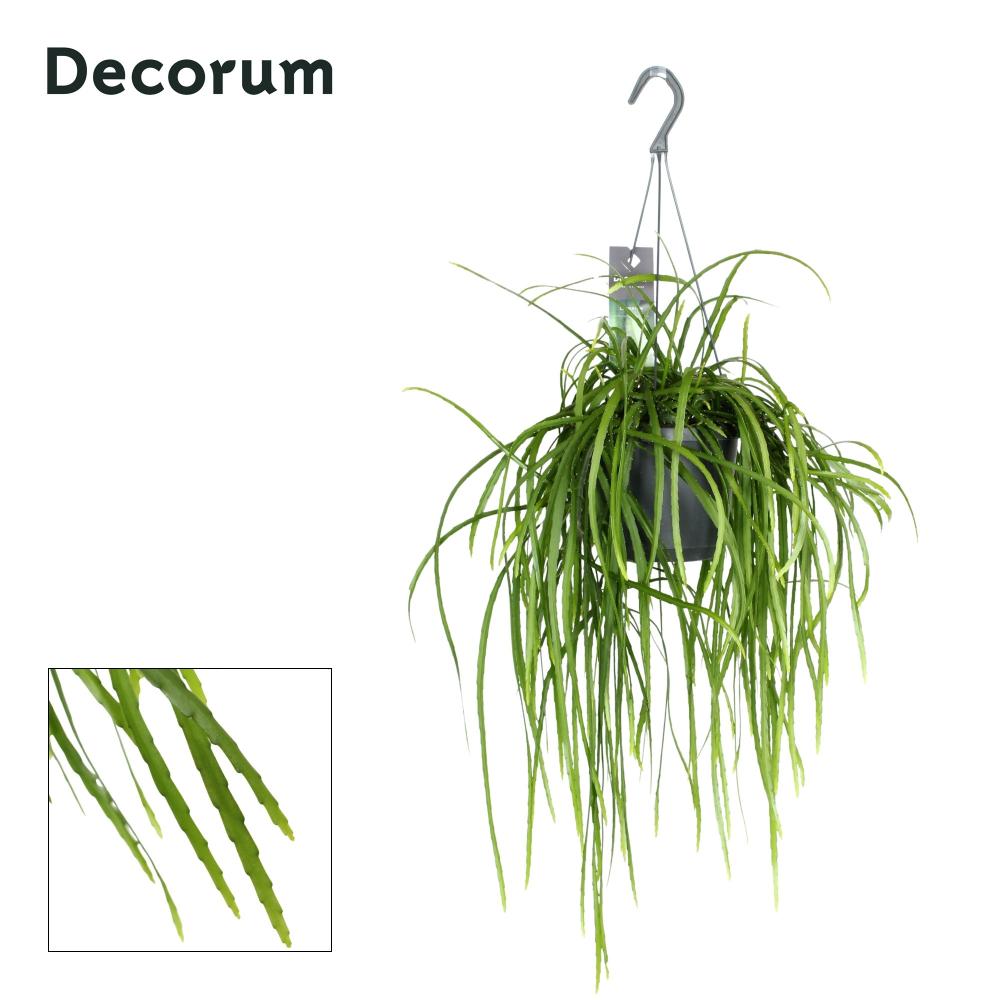 Lepismium