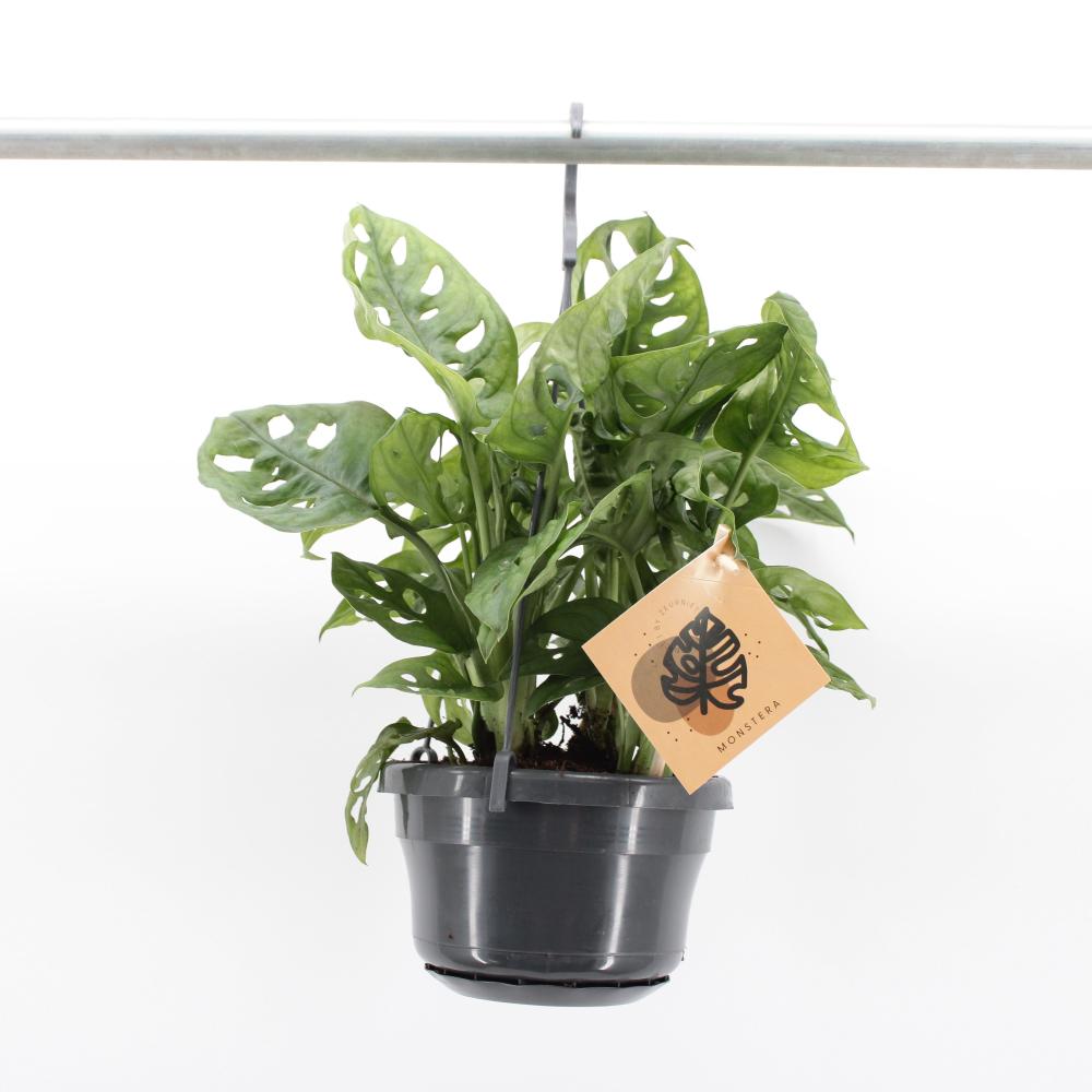 Monstera