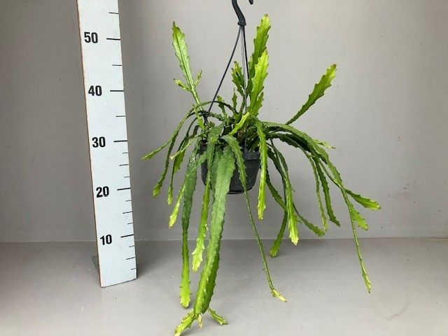 Epiphyllum