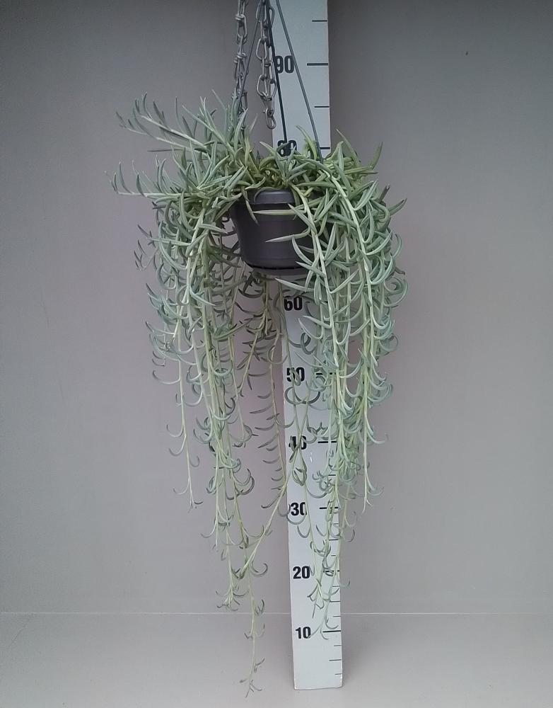 Senecio