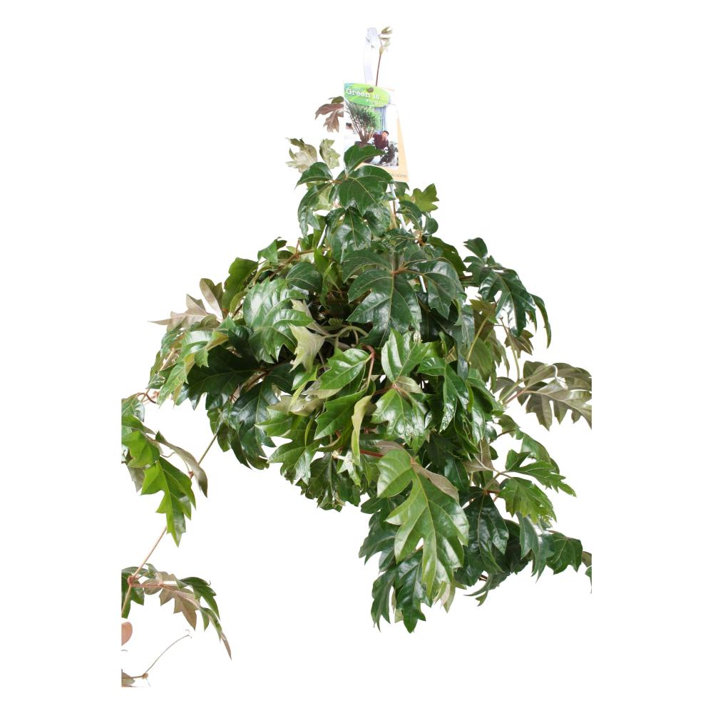 Cissus