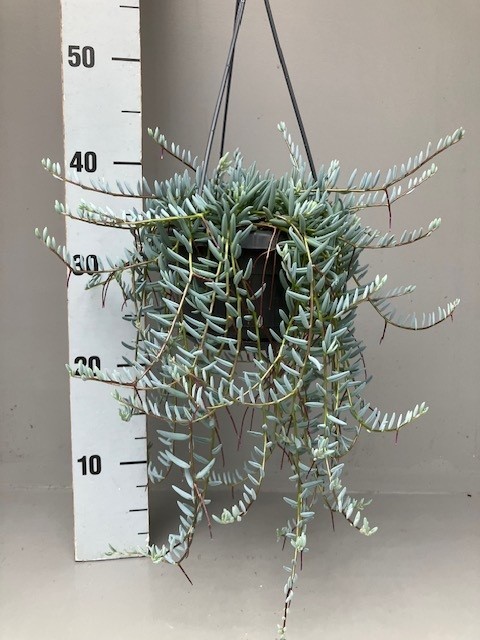 Senecio