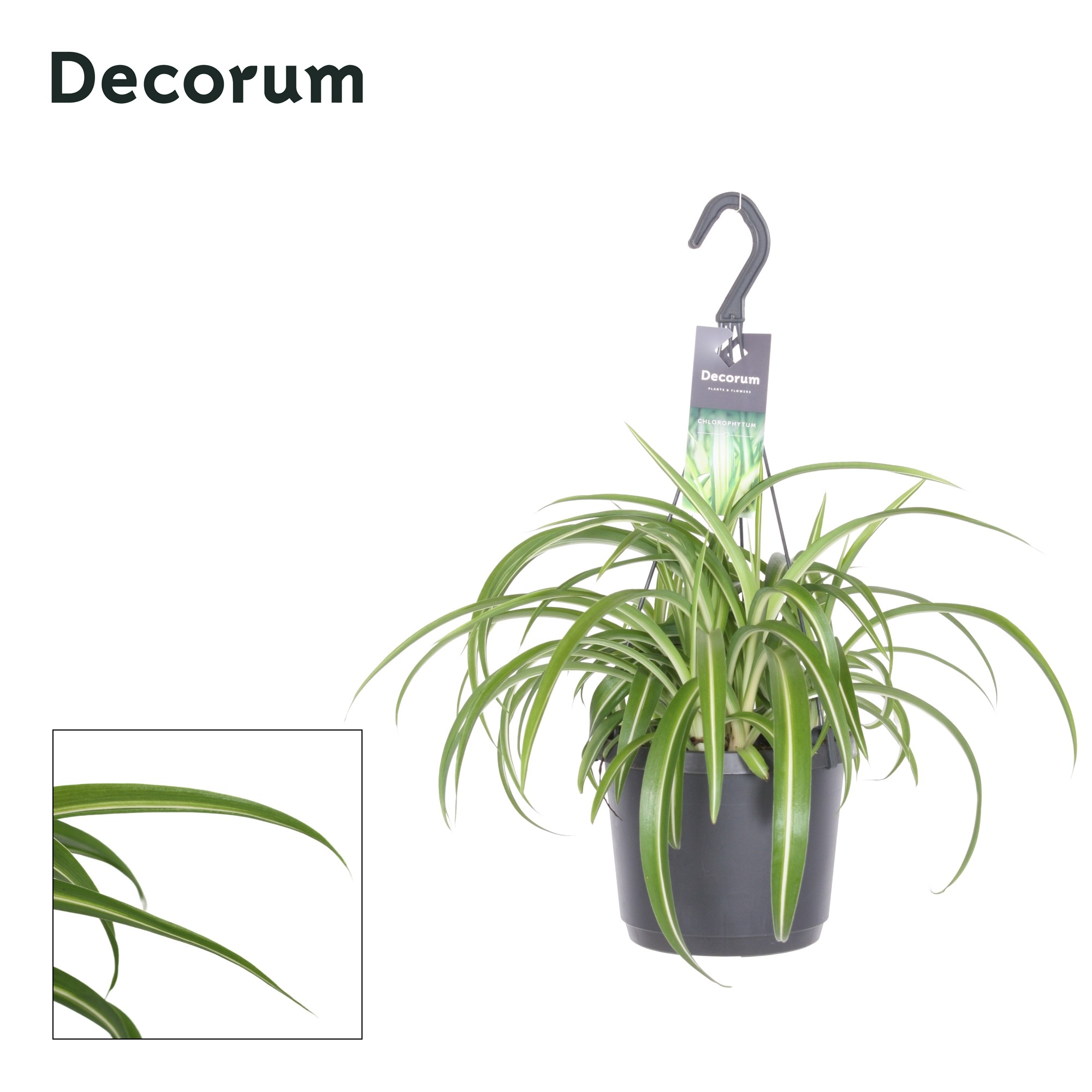 Chlorophytum