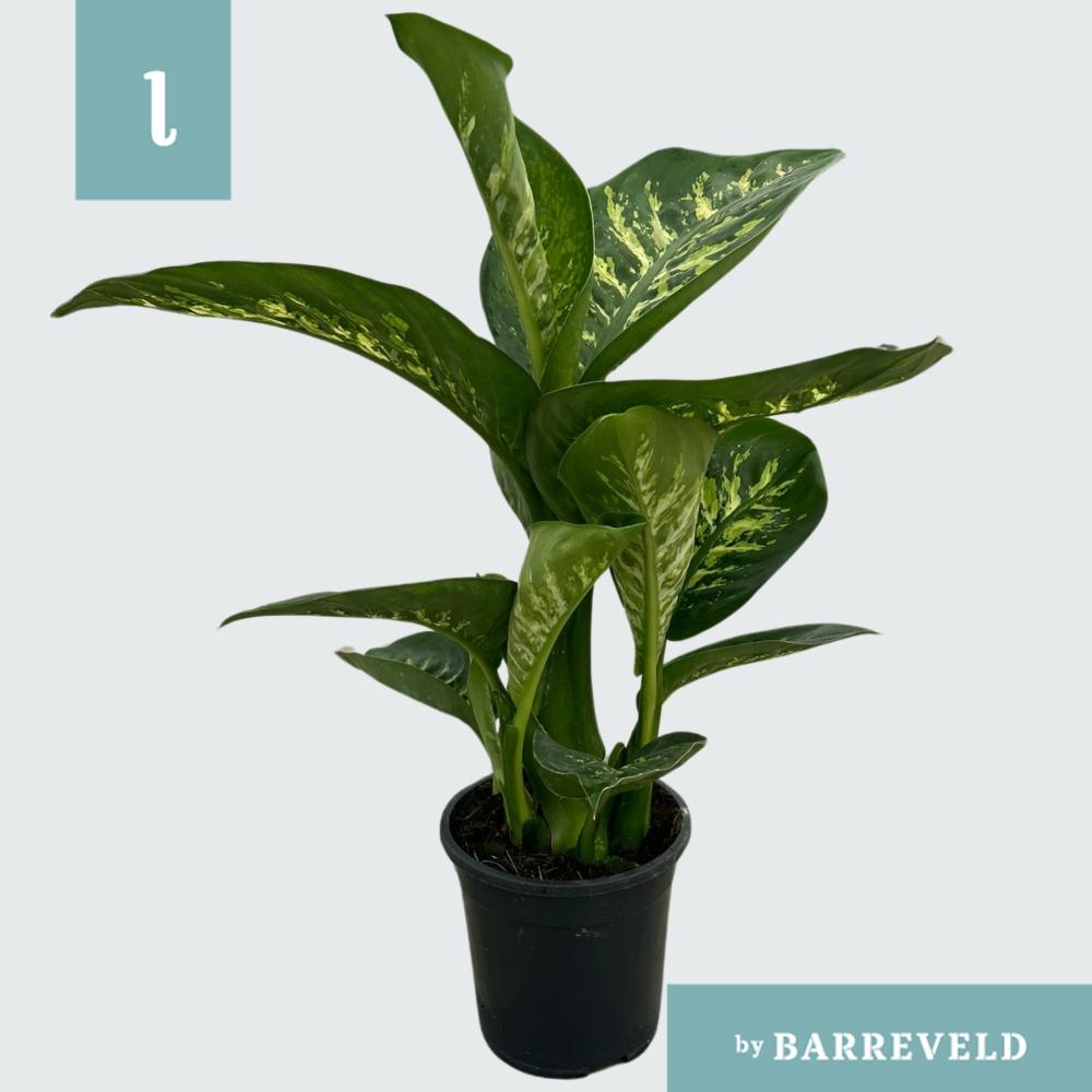 Dieffenbachia