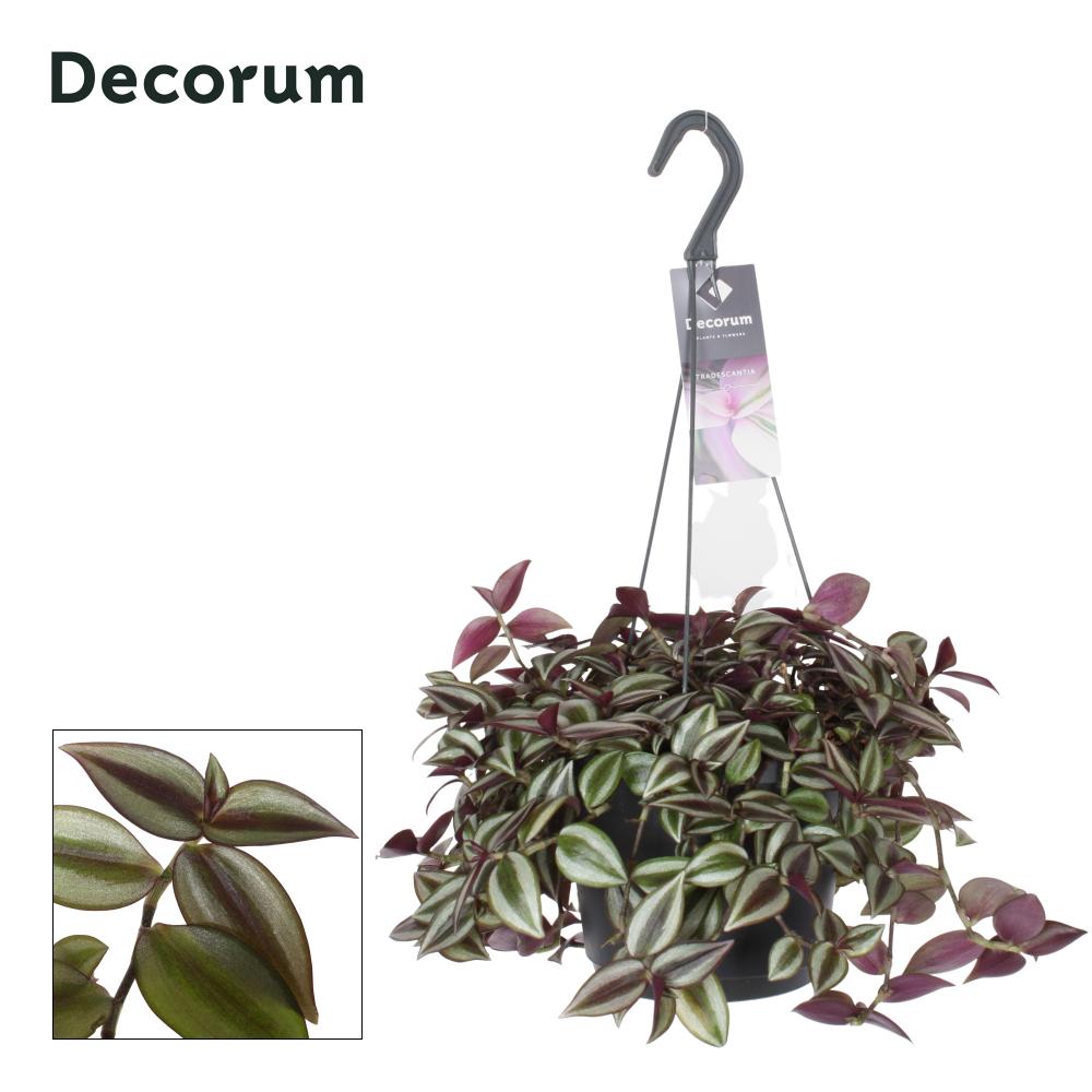 Tradescantia