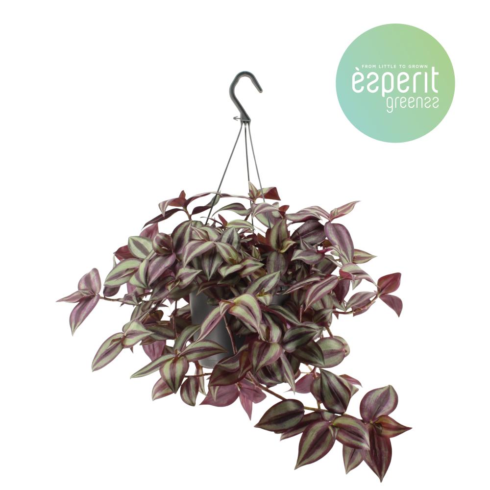 Tradescantia