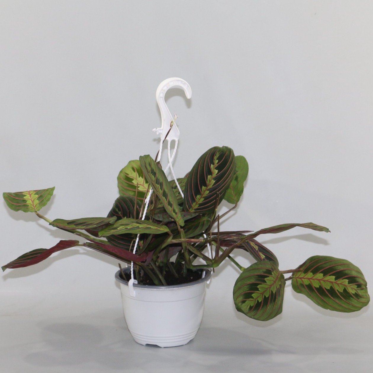 Maranta
