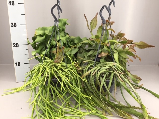 Rhipsalis