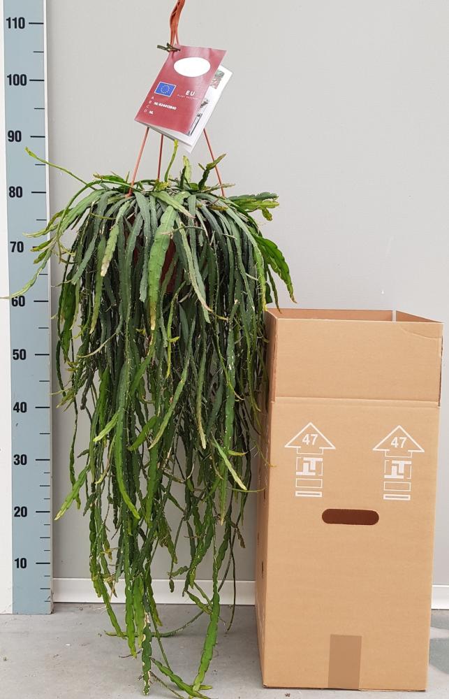 Rhipsalis