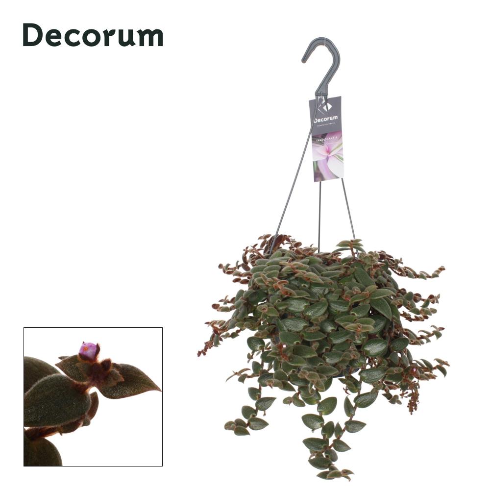 Tradescantia