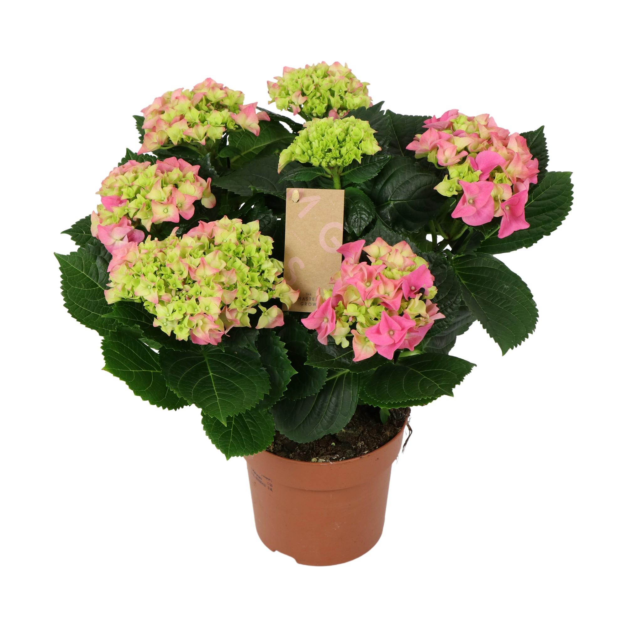 hydrangea